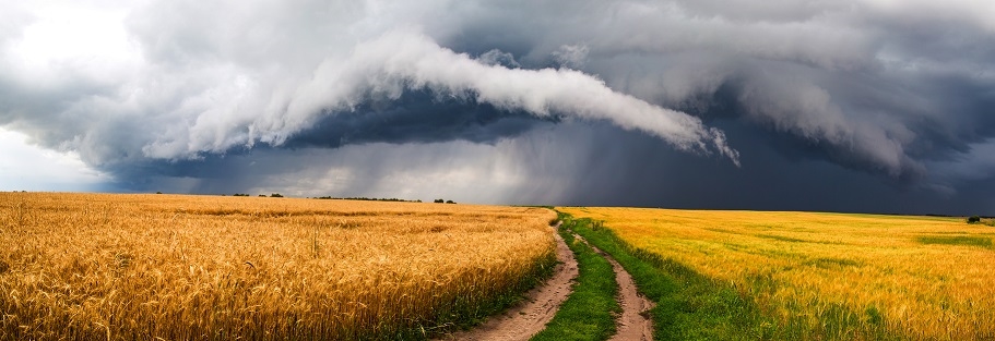 wheat field